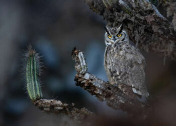 2026 Audubon Photography Awards