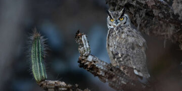 2026 Audubon Photography Awards
