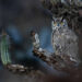 2026 Audubon Photography Awards