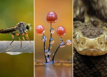 Award-Winning Macro Photos That Reveal a Hidden World