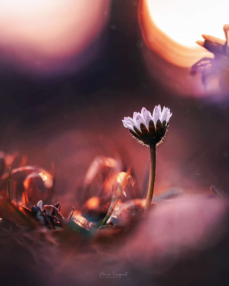 Nature Colorful Macro Flower Photography