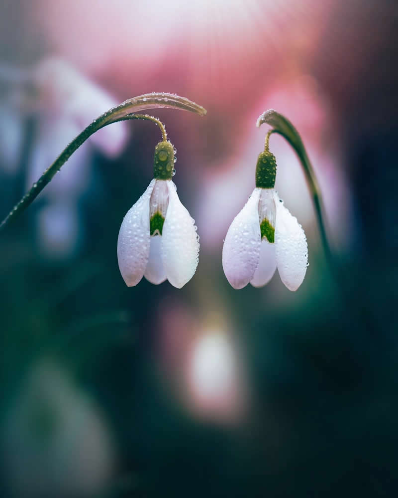 Nature Colorful Macro Flower Photography