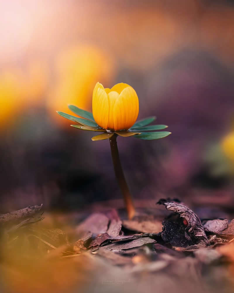 Nature Colorful Macro Flower Photography