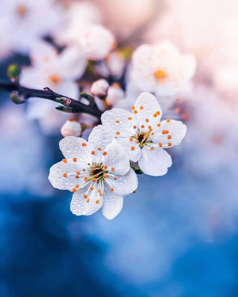 Nature Colorful Macro Flower Photography