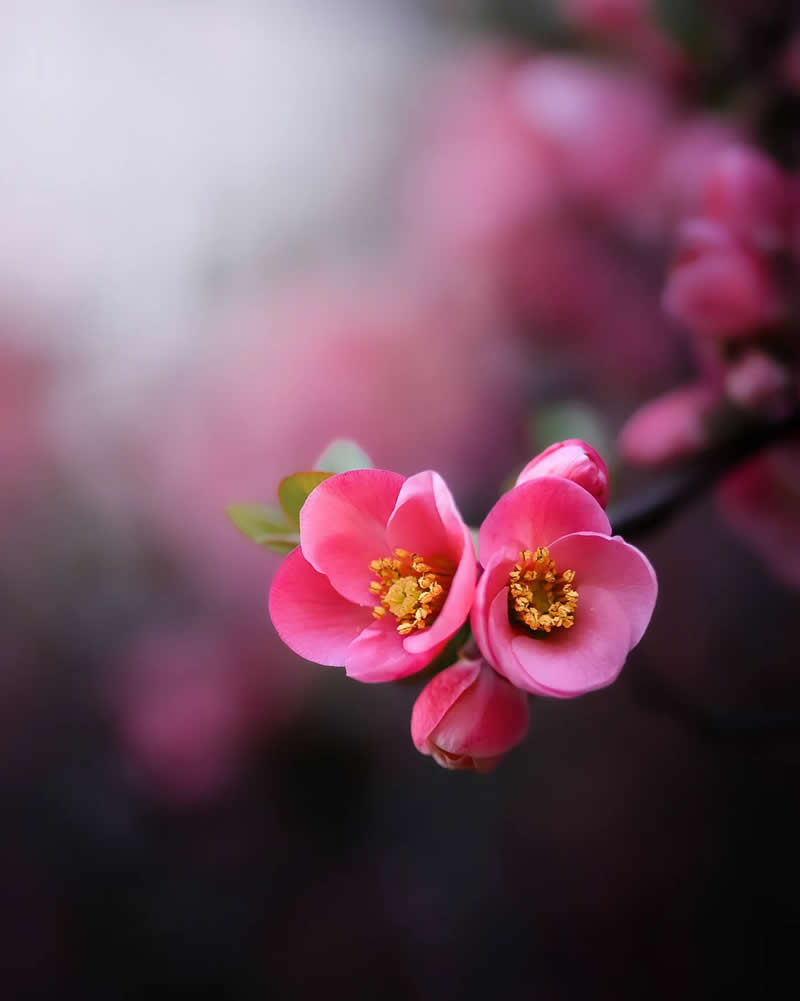 Nature Colorful Macro Flower Photography