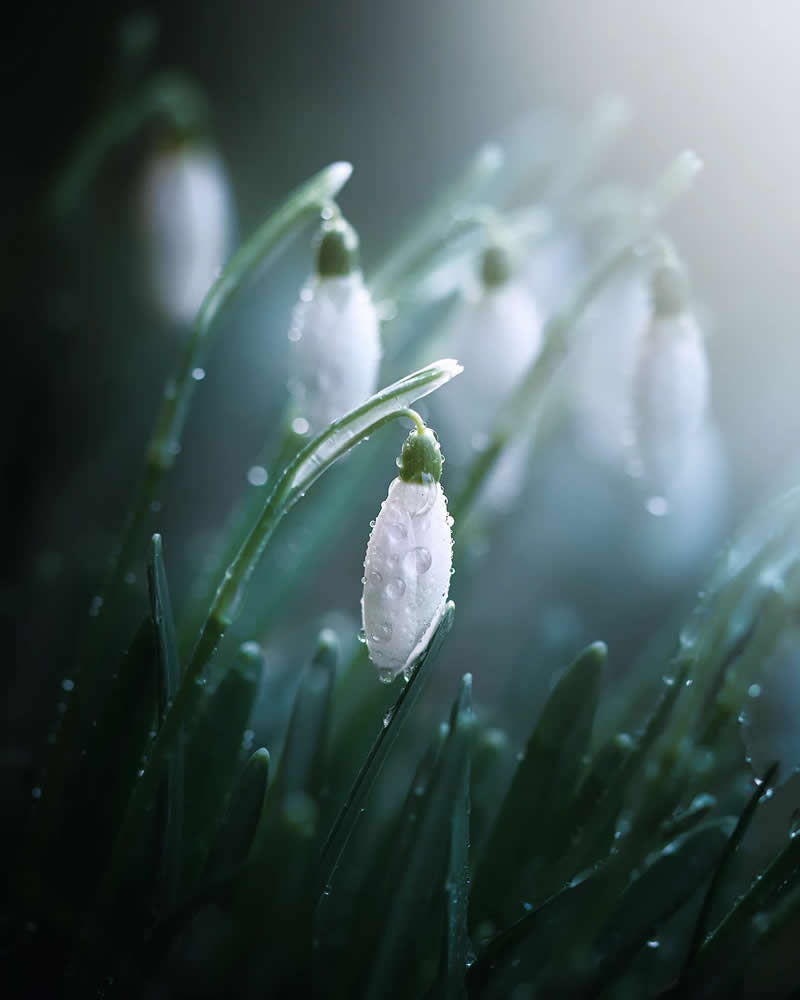 Nature Colorful Macro Flower Photography