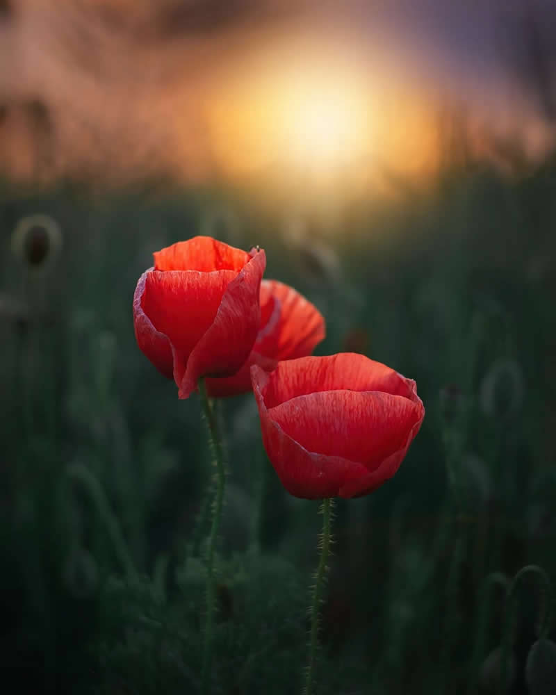 Nature Colorful Macro Flower Photography