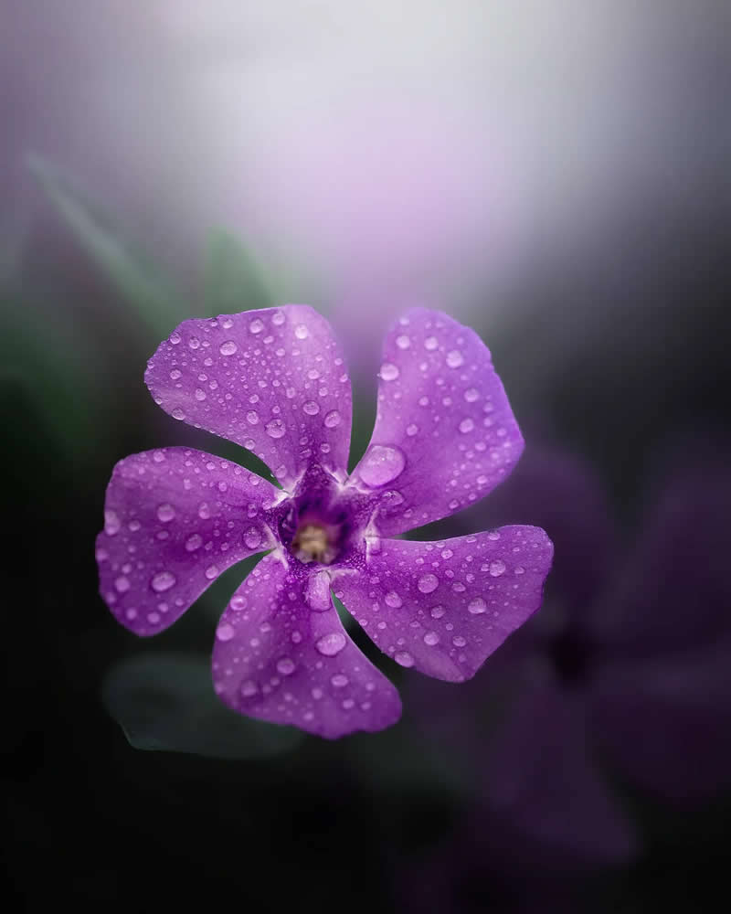 Nature Colorful Macro Flower Photography
