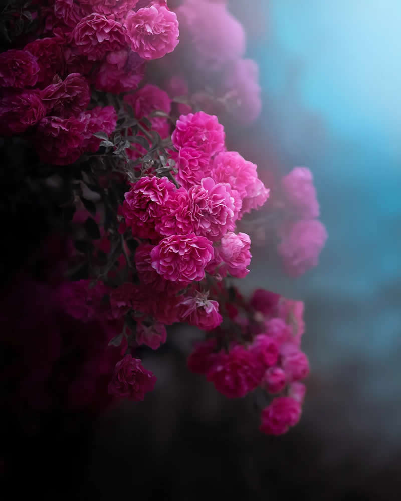 Nature Colorful Macro Flower Photography