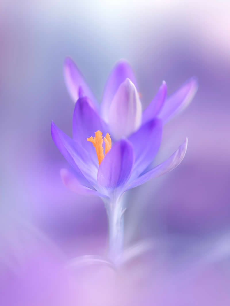 Nature Colorful Macro Flower Photography
