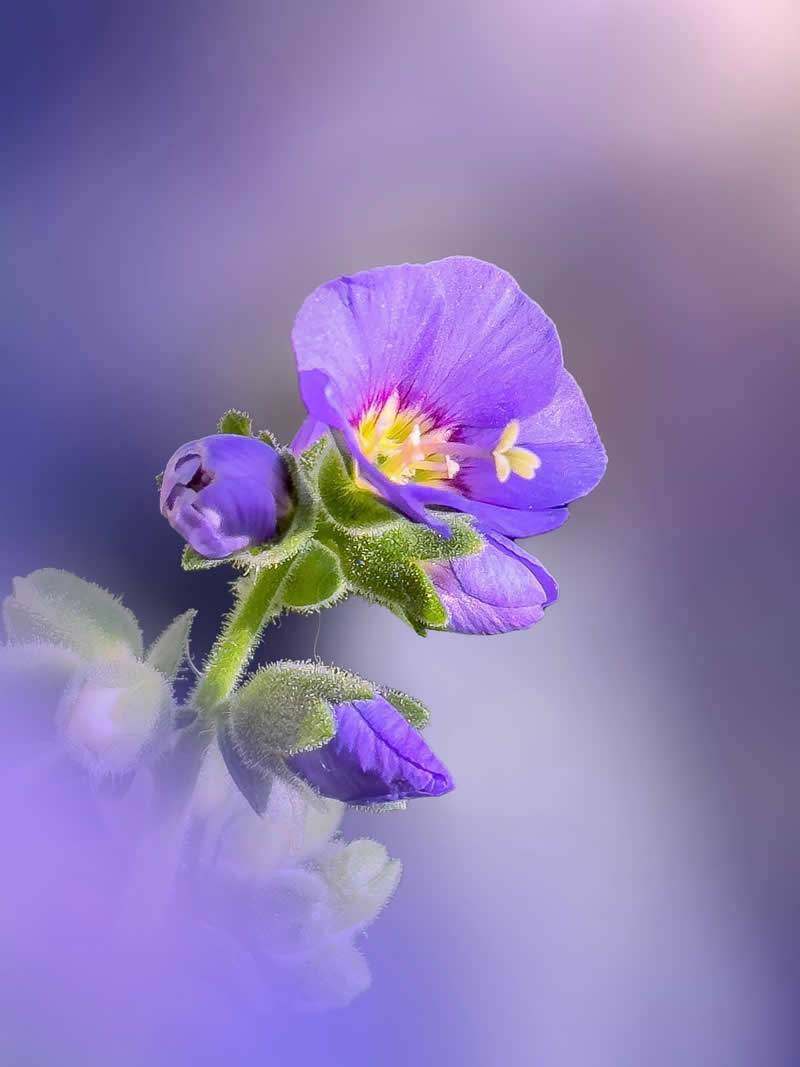 Nature Colorful Macro Flower Photography