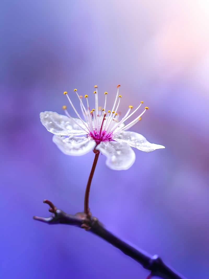 Nature Colorful Macro Flower Photography