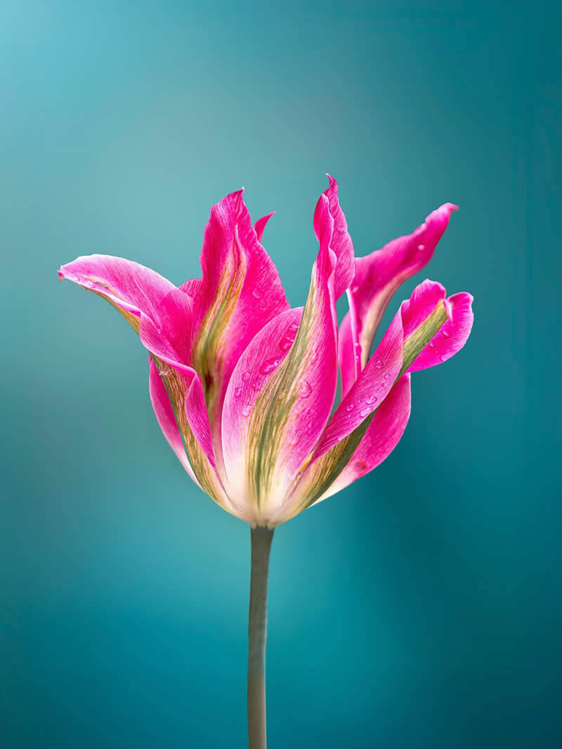 Nature Colorful Macro Flower Photography
