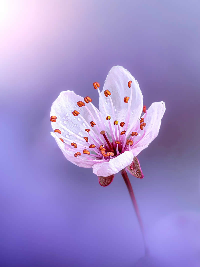 Nature Colorful Macro Flower Photography