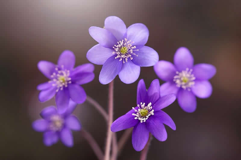 Nature Colorful Macro Flower Photography