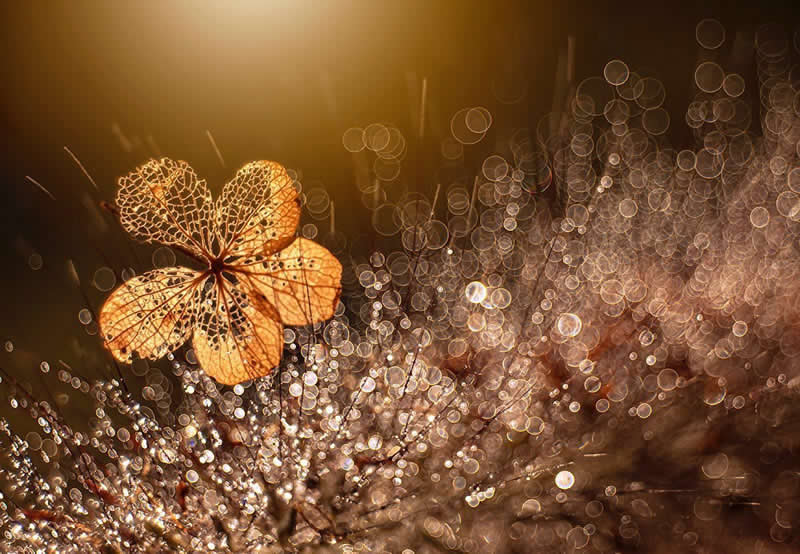 Nature Colorful Macro Flower Photography