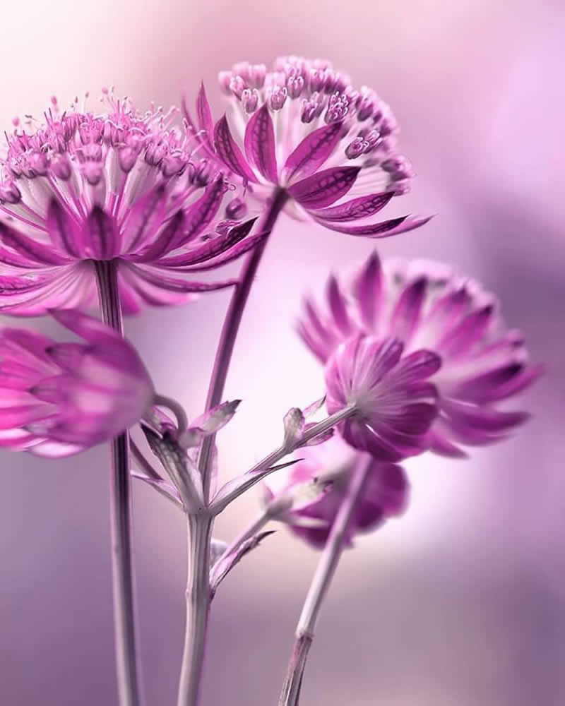 Nature Colorful Macro Flower Photography