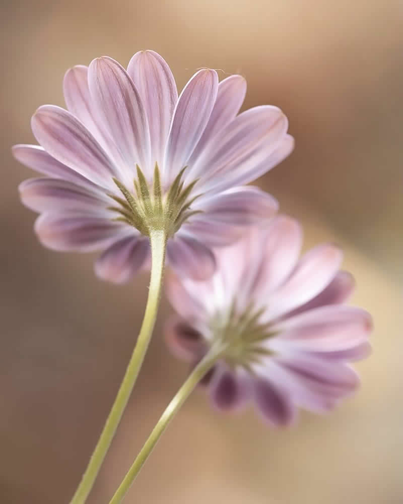 Nature Colorful Macro Flower Photography