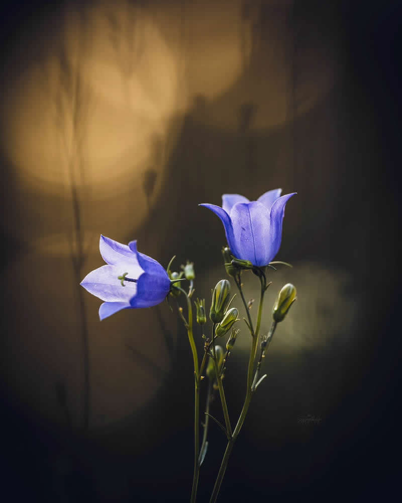 Nature Colorful Macro Flower Photography