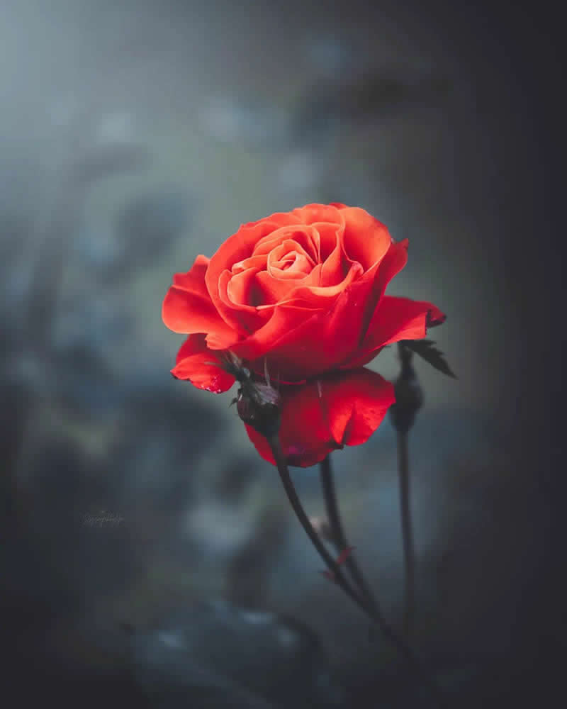 Nature Colorful Macro Flower Photography