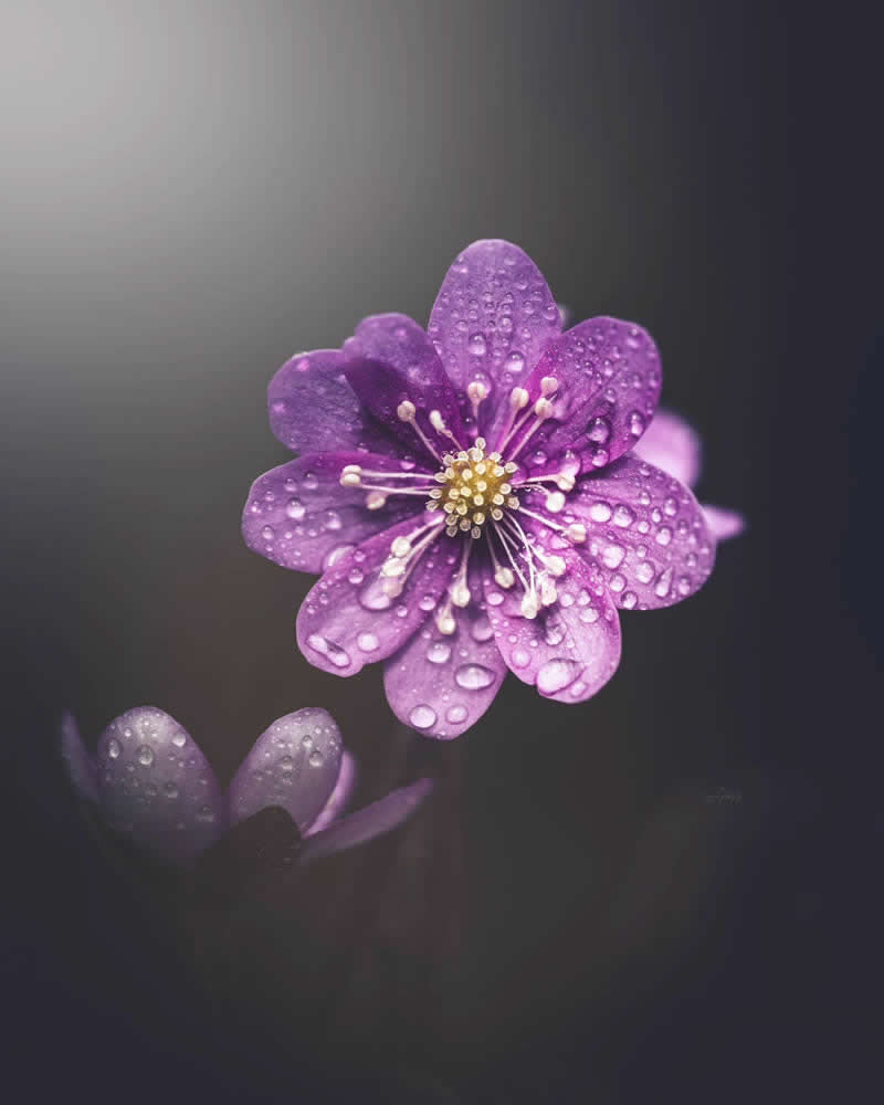 Nature Colorful Macro Flower Photography