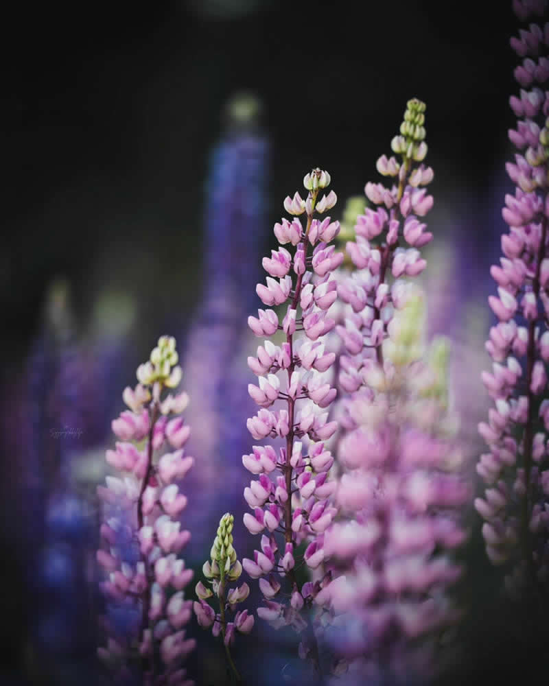 Nature Colorful Macro Flower Photography