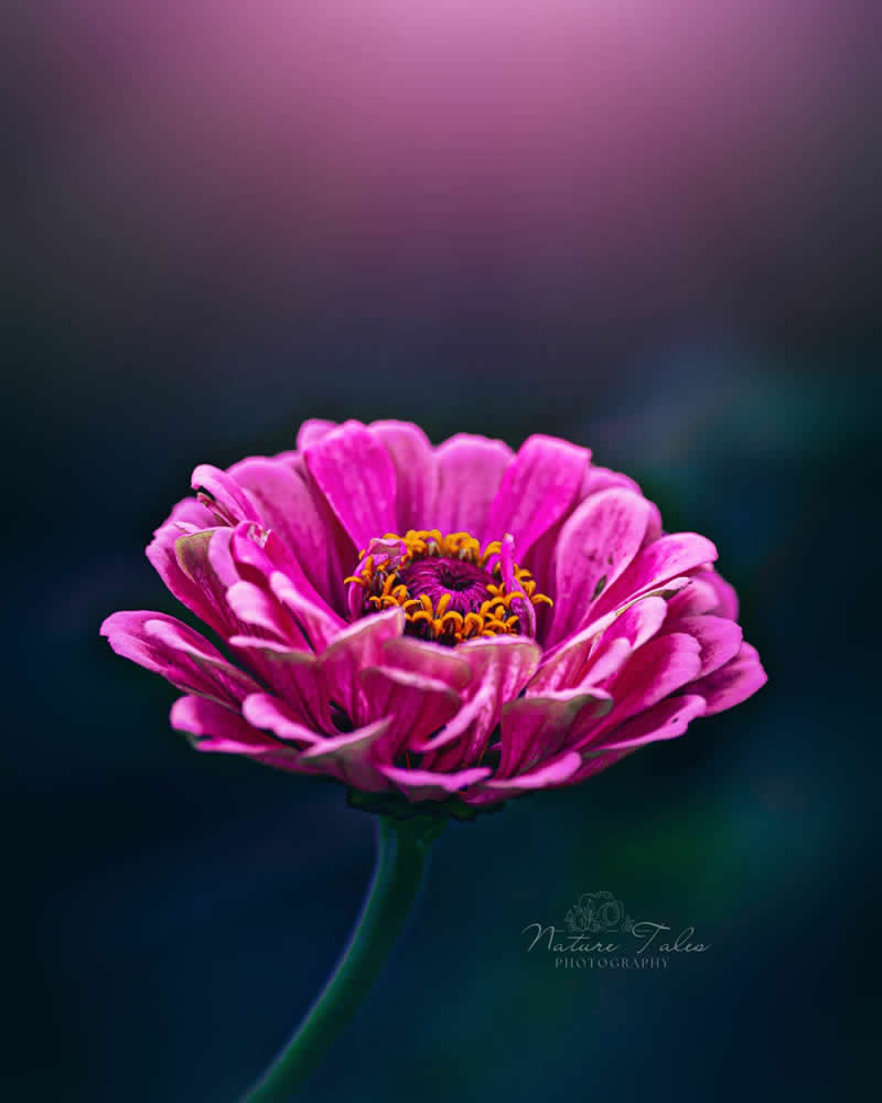 Nature Colorful Macro Flower Photography