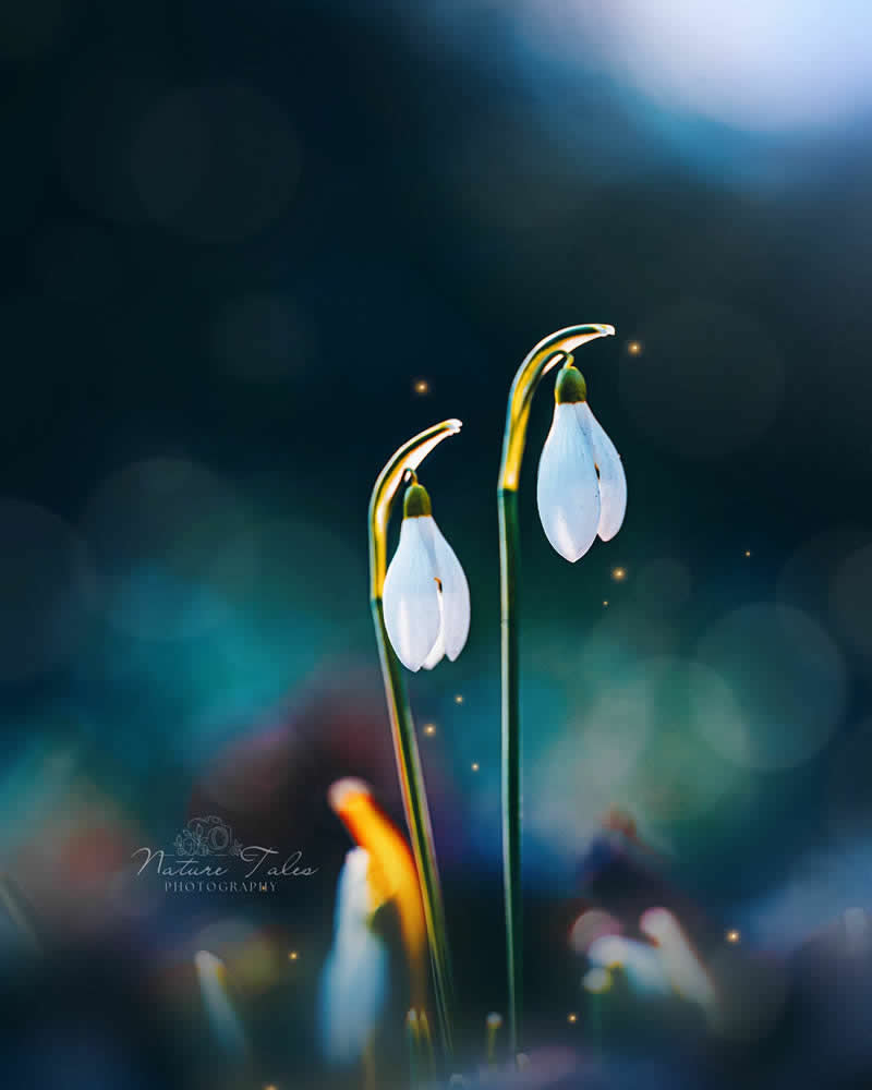 Nature Colorful Macro Flower Photography