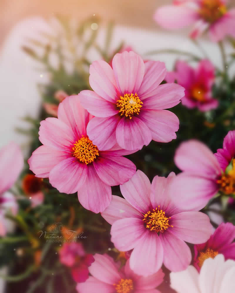 Nature Colorful Macro Flower Photography
