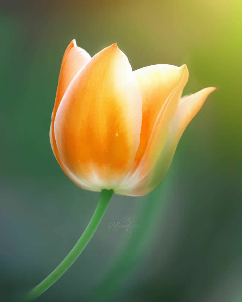 Nature Colorful Macro Flower Photography