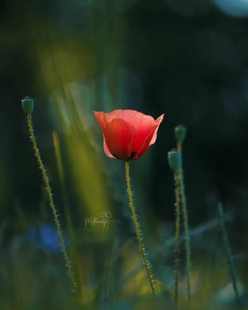 Nature Colorful Macro Flower Photography