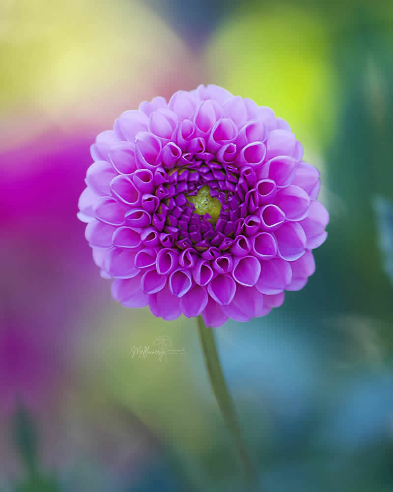 Nature Colorful Macro Flower Photography
