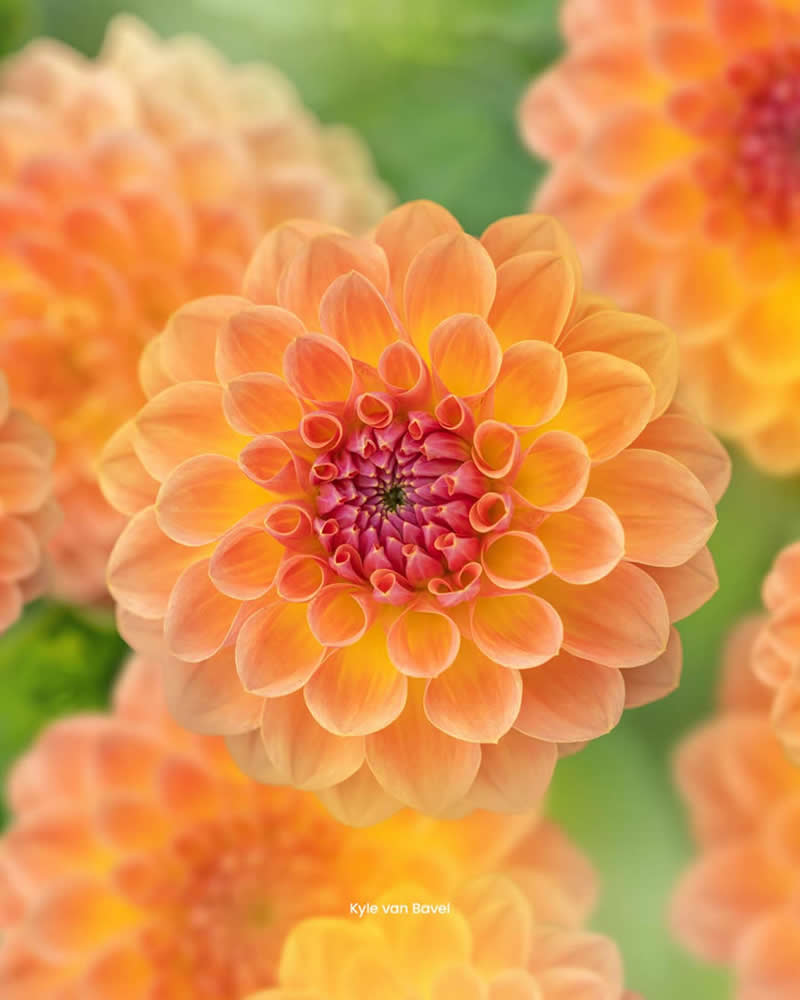 Nature Colorful Macro Flower Photography