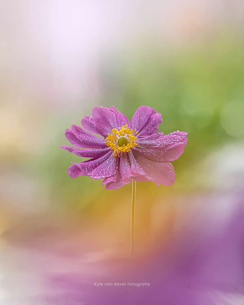 Nature Colorful Macro Flower Photography
