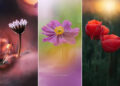 Nature Colorful Macro Flower Photography