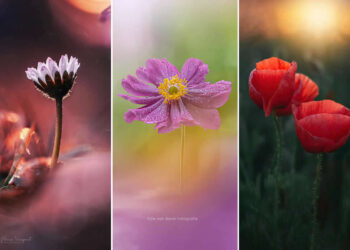 Nature Colorful Macro Flower Photography
