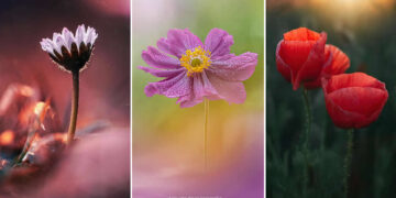 Nature Colorful Macro Flower Photography