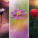 Nature Colorful Macro Flower Photography