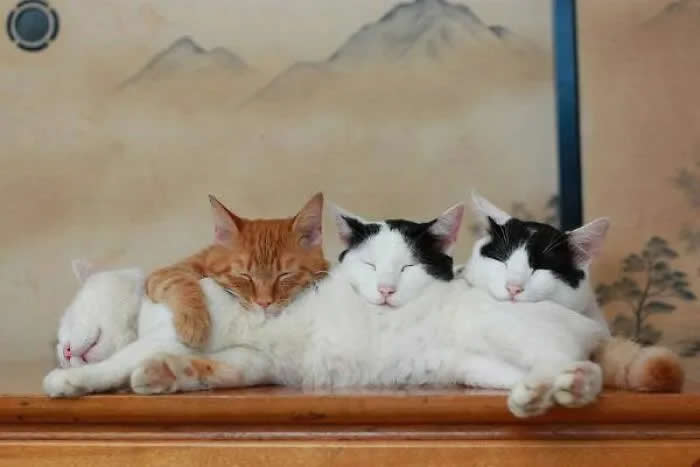Four cats cuddled closely together and sleeping peacefully on a wooden shelf, with one orange cat and three black-and-white cats.