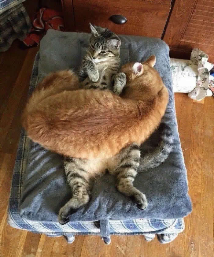 A tabby cat sits upright on top of a large orange cat, using its furry companion like a cozy cushion on a padded chair.