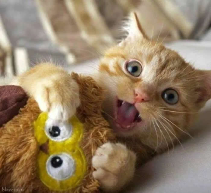 A wide-eyed orange kitten playfully bites a plush toy while holding it with its paws, looking hilariously surprised at the camera.