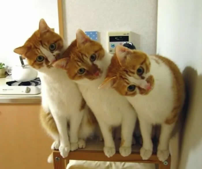 Four orange-and-white cats sit closely together on a wooden chair, all tilting their heads in the same direction and staring curiously at the camera.