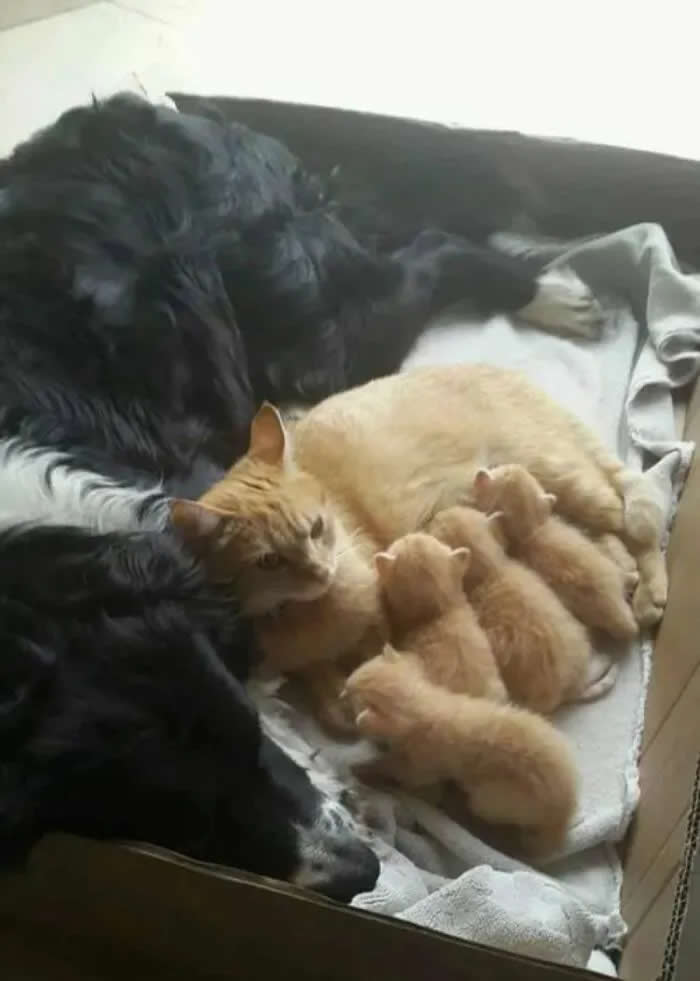 A large black-and-white dog cuddles beside a mother cat and her litter of kittens, appearing to keep watch over the sleeping family.