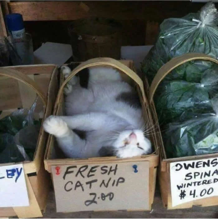 A black-and-white cat lies upside down inside a market basket labeled &ldquo;Fresh Catnip,&rdquo; surrounded by baskets of fresh vegetables.