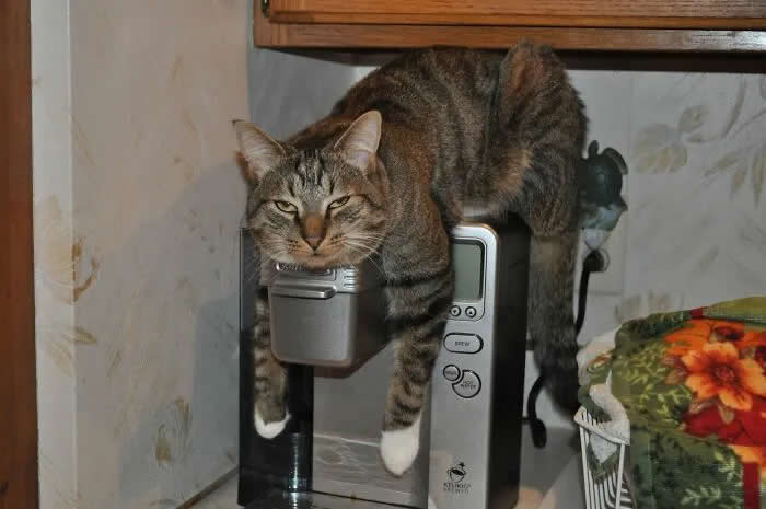 A tabby cat sprawls across a silver stereo system, draping its front paws over the controls and staring confidently at the camera.