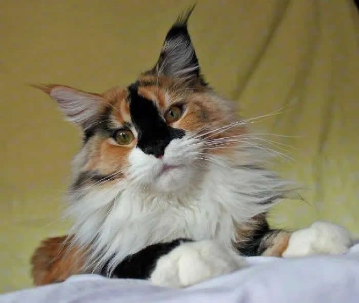 A fluffy calico cat with striking green eyes and a black patch across its face stares intently at the camera while resting its paws on a bed.