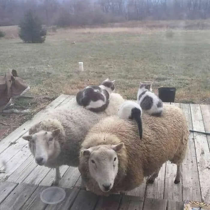 Three sheep stand together on a wooden deck while several cats comfortably perch and lounge on their backs.