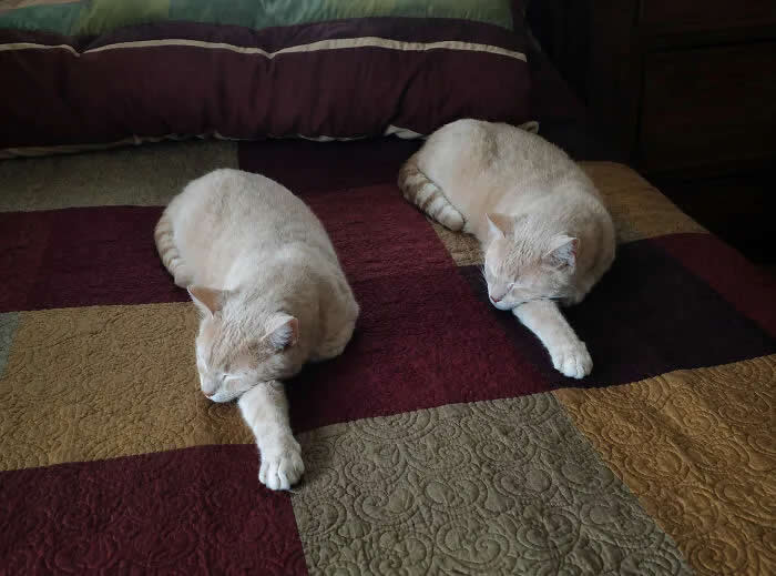 Two cream-colored cats lie on opposite sides of a bed, stretching one front paw forward in nearly identical poses.