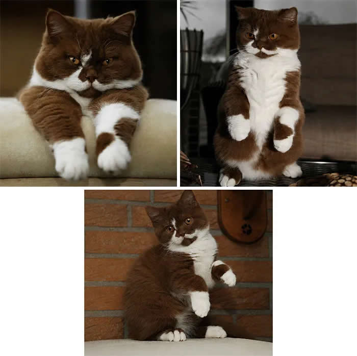 A collage showing the same brown-and-white cat posing three different ways, including sitting, standing upright, and leaning back with its paws raised.