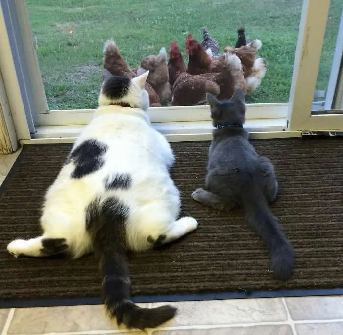 Two cats sit by a glass door, watching a group of chickens gathered outside in the yard.